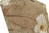 Fossil Leaf (Fagus) - McAbee, BC #226126-1